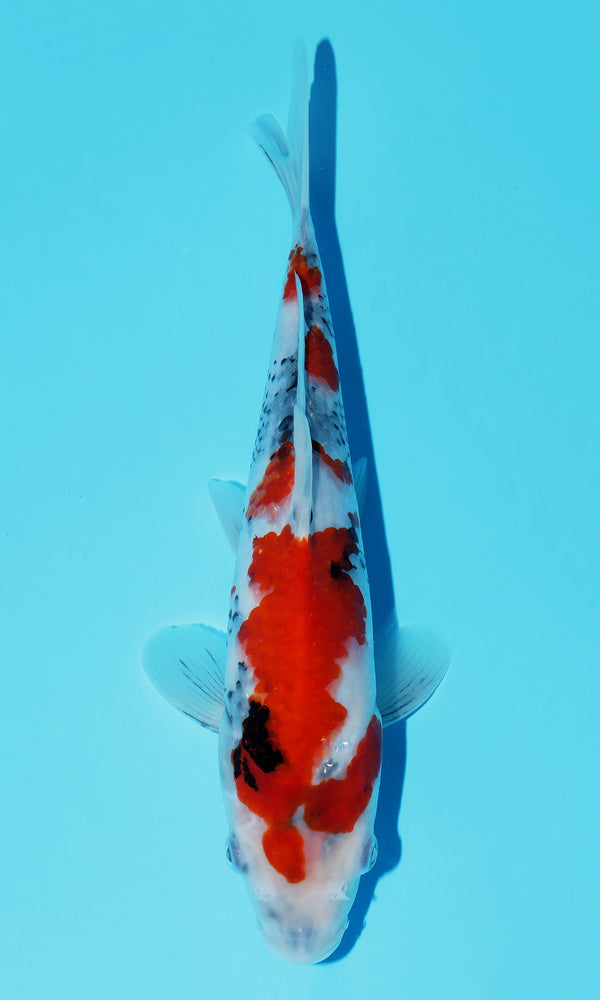 (D35) *HQ* 10.5" Dainichi Showa