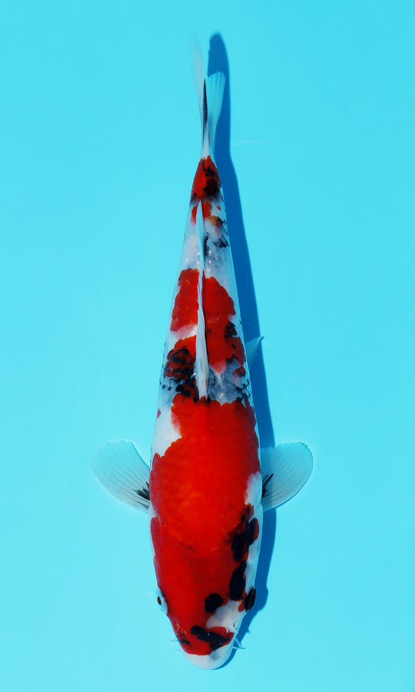 (D36) *HQ* 10" Dainichi Showa