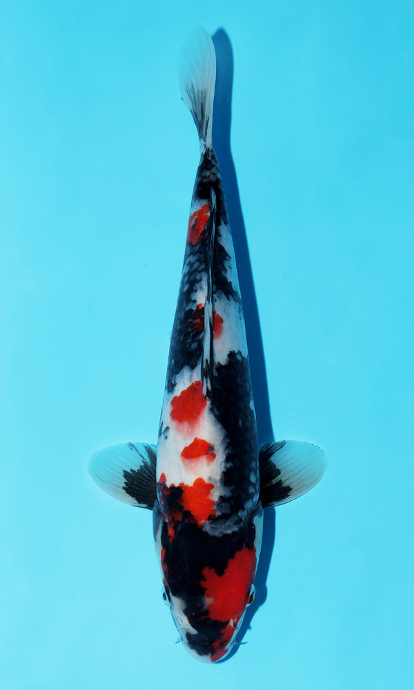 (D38) *HQ* 12" Dainichi Showa