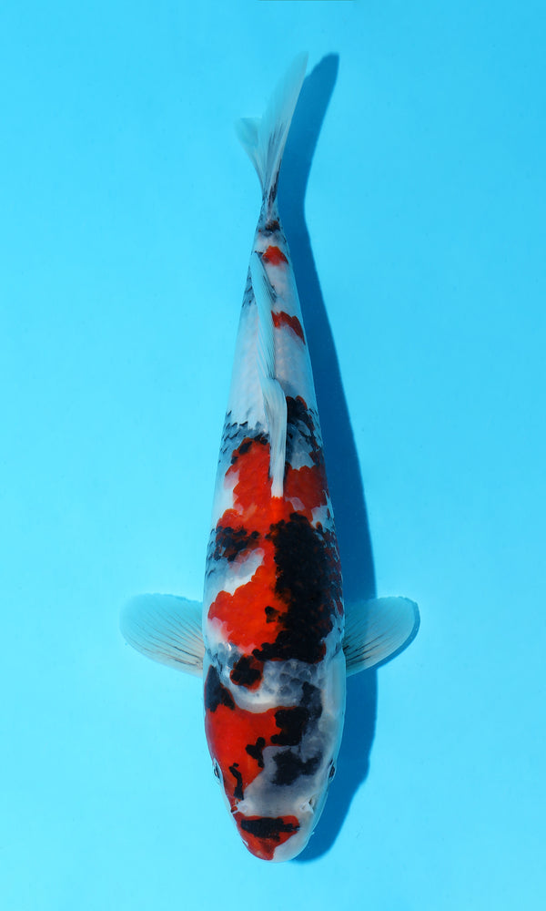 (D40) *HQ* 12.5" Dainichi Showa