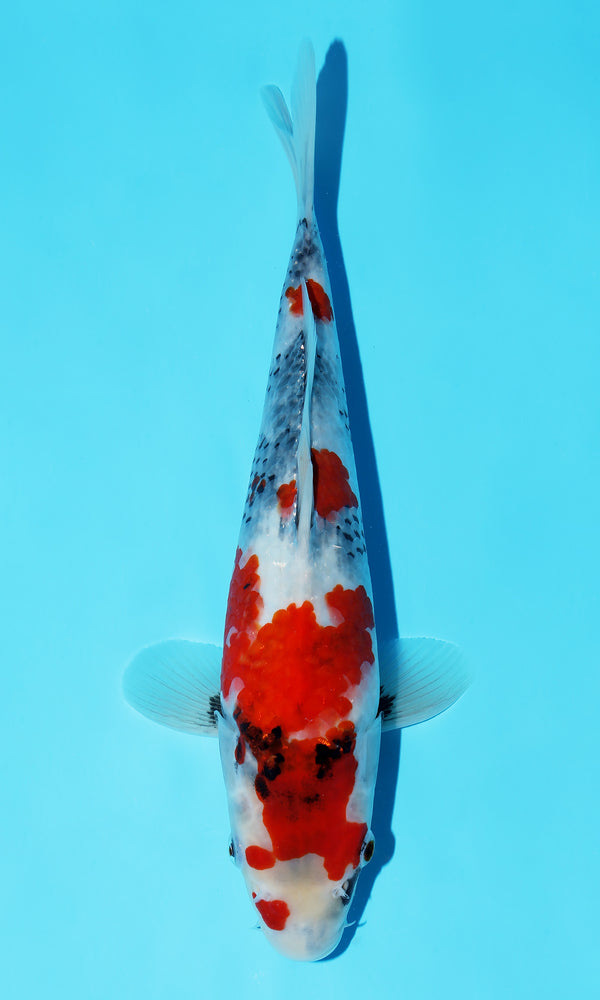 (D41) *HQ* 12" Dainichi Showa