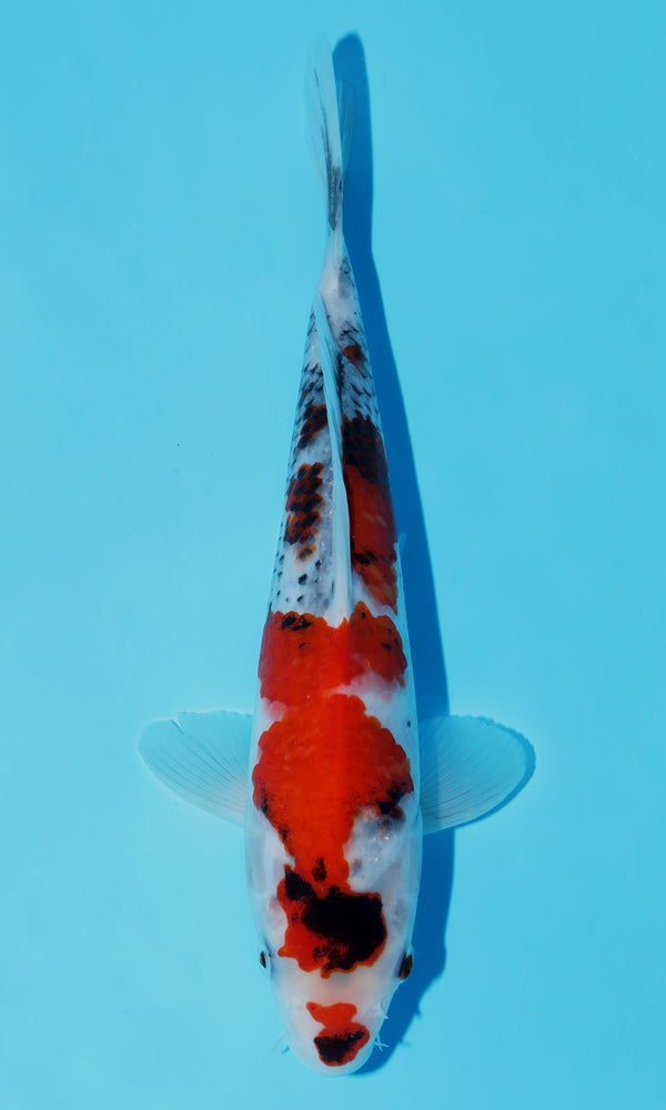 (D42) *HQ* 10" Dainichi Showa