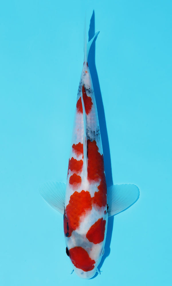 (D43) *HQ* 10" Dainichi Showa