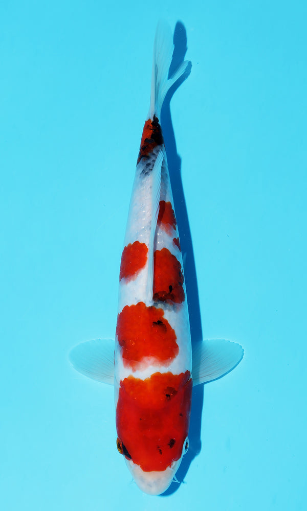 (D30) *HQ* 10.5" Dainichi Showa