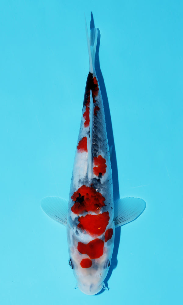 (D33) *HQ* 10.5" Dainichi Showa