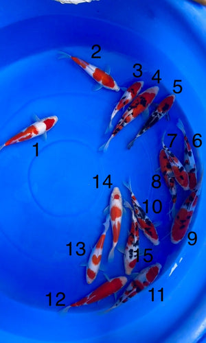 (S23) 8-11" Sakai Kohaku & Sanke *3 for $1000*