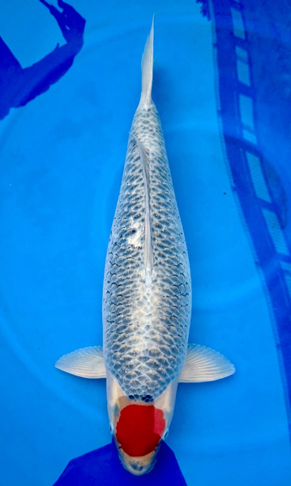 (K86) 26” Koda Tancho Goshiki