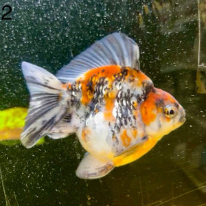 (GF02) TL 4.5-5" Thai Ryukin Goldfish