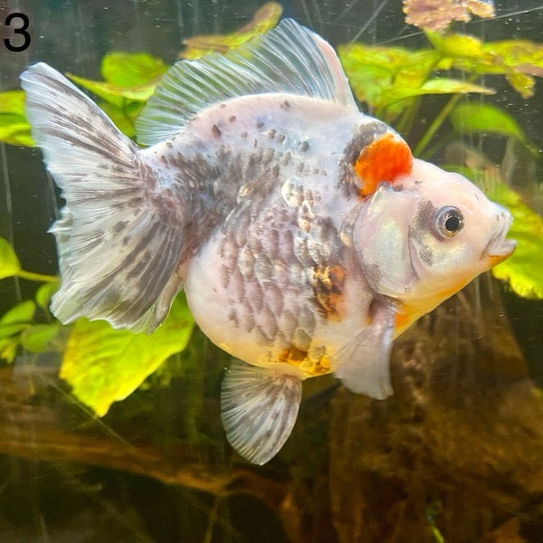 (GF03) TL 4.5-5" Thai Ryukin Goldfish
