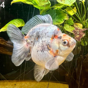 (GF04) TL 4.5-5" Thai Ryukin Goldfish