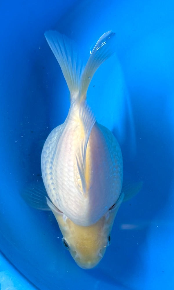 (G22) 4.75" TL Japanese Tamasaba | Highest Quality