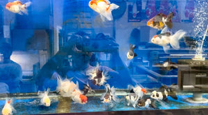 (GF06) TL 3" Thai Oranda Goldfish *Call or Email to Purchase*