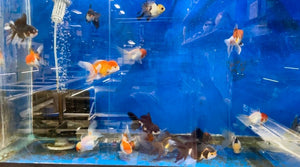 (GF07) BL 3" Thai Oranda Goldfish *Call or Email to Purchase*