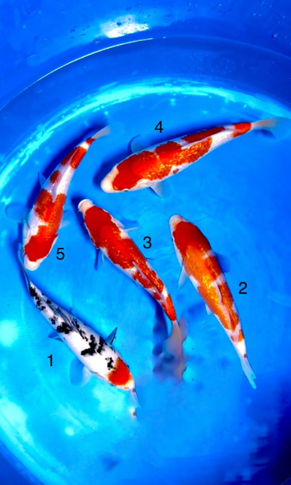 (SA16) 8-10" Saito Ginrin Kohaku & Tancho Sanke