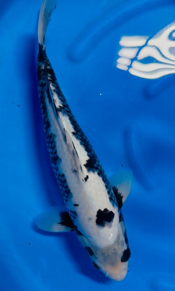 moyashi Maguro Senpai Salmon Edition By 豆もやし社長 Mame Moyashi x