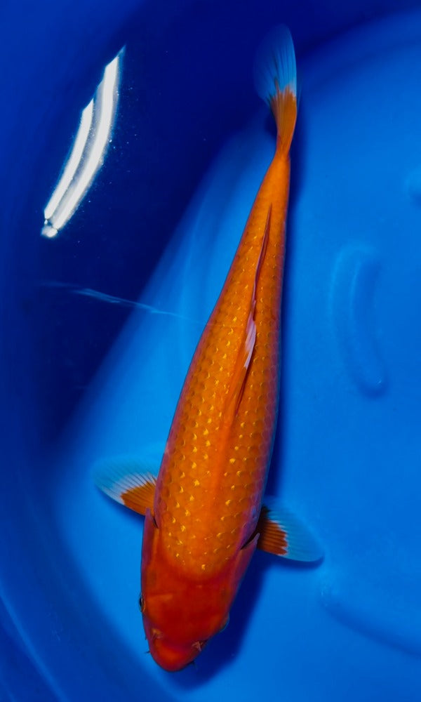 Niigata Breeder: Sekiguchi - Genkikoi