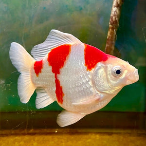 (D22) 6" TL Dainichi Tamasaba