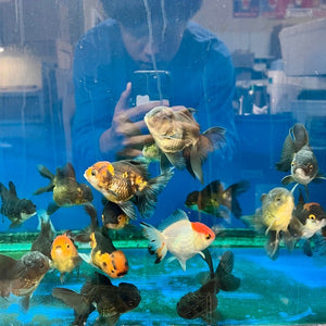 +3" TL Thai Oranda Goldfish