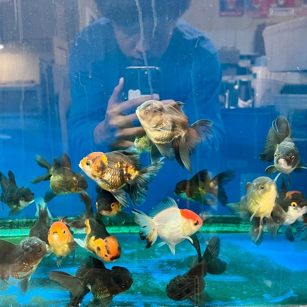 +3" TL Thai Oranda Goldfish