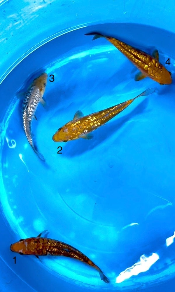 High Quality Japanese Koi - $25 - $300 | Genki Koi - Genkikoi