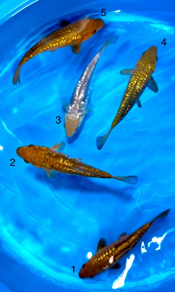(OY01) 8-10" Oyama Dragon Scale Aragoke