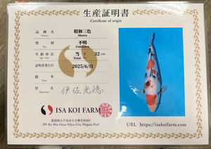 M10 | 14-17" Jumbo Tosai Isa Showa