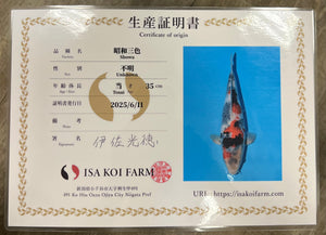 M1 | 14-17" Jumbo Tosai Isa Showa