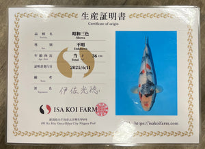M2 | 14-17" Jumbo Tosai Isa Showa