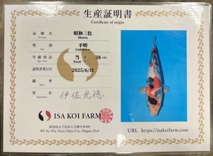 M13 | 14-17" Jumbo Tosai Isa Showa