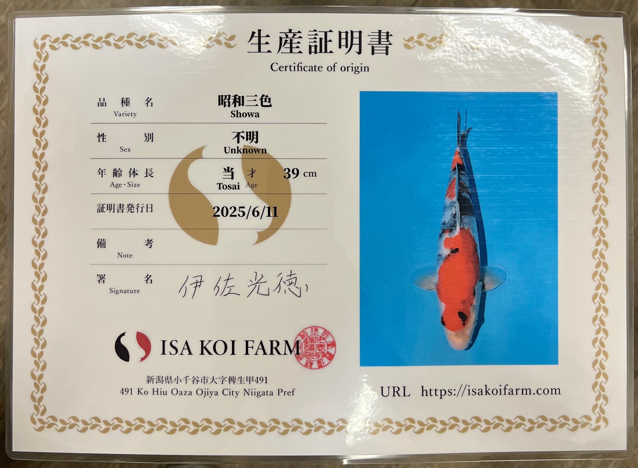 M6 | 14-17" Jumbo Tosai Isa Showa