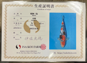 F2 | 14-17" Jumbo Tosai Isa Showa