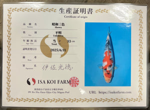 F4 | 14-17" Jumbo Tosai Isa Showa