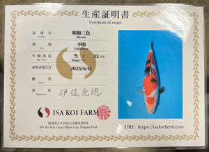 F3 | 14-17" Jumbo Tosai Isa Showa