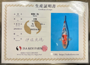 F5 | 14-17" Jumbo Tosai Isa Showa