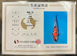 F6 | 14-17" Jumbo Tosai Isa Showa