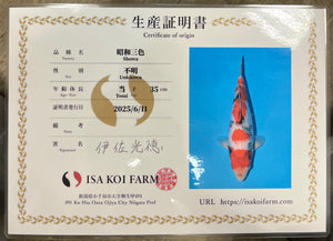 F9 | 14-17" Jumbo Tosai Isa Showa