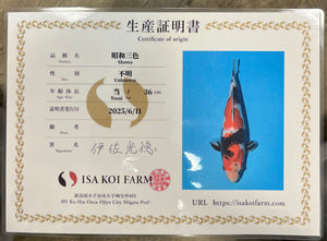 F13 | 14-17" Jumbo Tosai Isa Showa
