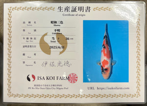 F14 | 14-17" Jumbo Tosai Isa Showa