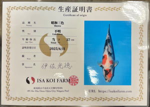 F16 | 14-17" Jumbo Tosai Isa Showa