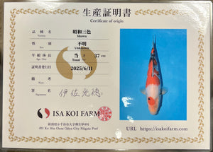 F17 | 14-17" Jumbo Tosai Isa Showa