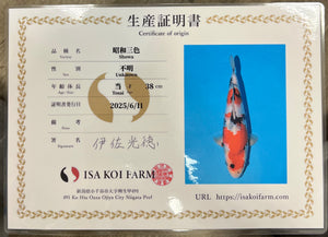 F23 | 14-17" Jumbo Tosai Isa Showa