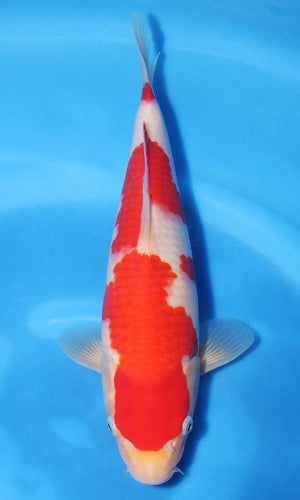 (SAKA6) ±12" Sakamaki Jumbo Tosai Kohaku