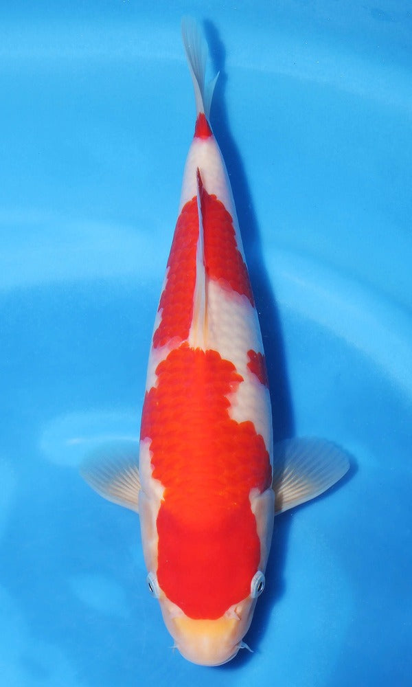 (SAKA6) ±12" Sakamaki Jumbo Tosai Kohaku