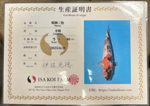 F32 | 14-17" Jumbo Tosai Isa Showa