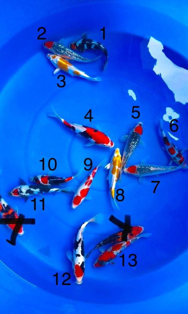 (K62) 8-10" Koda Mix *3 for $1000*