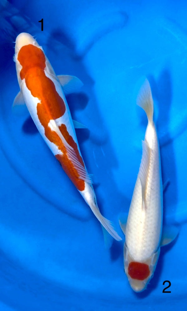 (K63) 12-13" Koda Doitsu Kohaku & Tancho Kohaku Jumbo Tosai