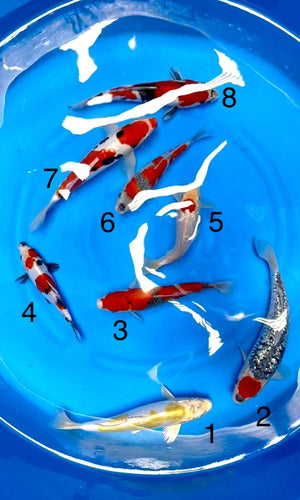 (K64) **SALE 3 for $1000** 8-10" Koda Mix