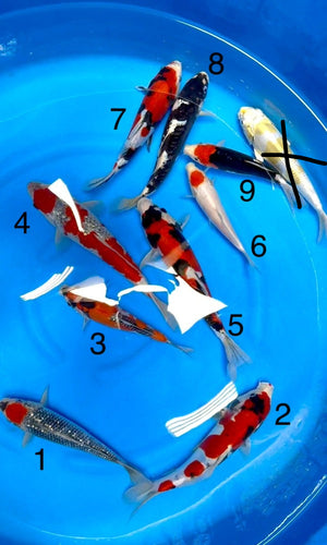 (K65) **SALE 3 for $1000** 8-10" Koda Mix