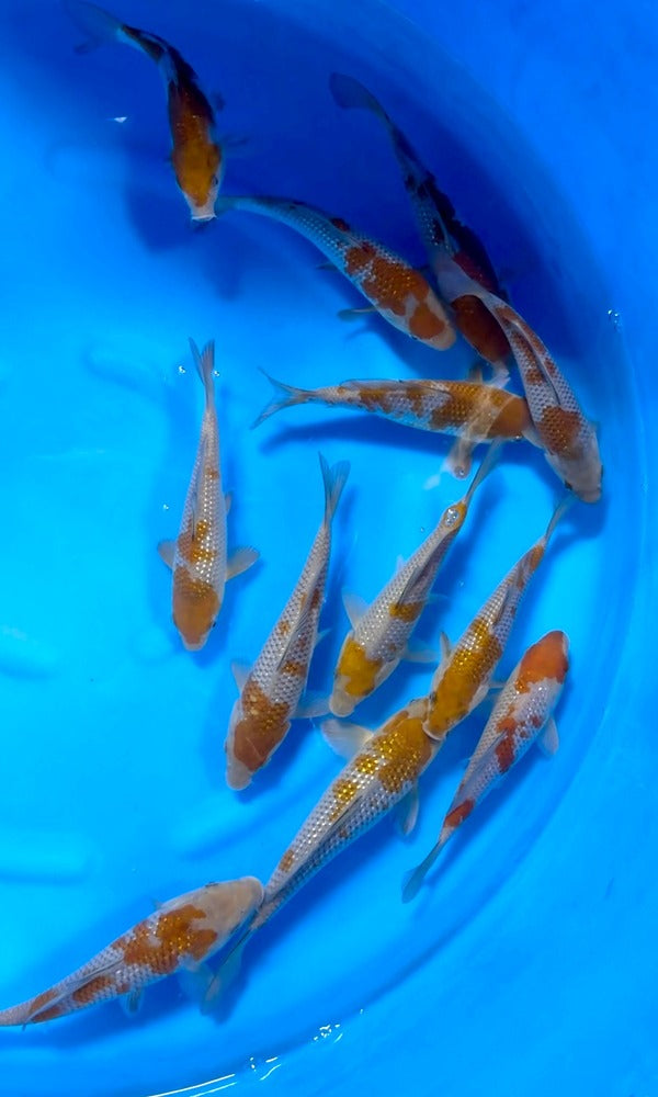 (K67) *CALL TO PURCHASE* 6-8" Koda Pearl Gin Ochiba