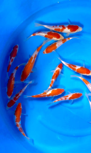 (K66) *CALL TO PURCHASE* 6-8" Koda Pearl Gin Kohaku